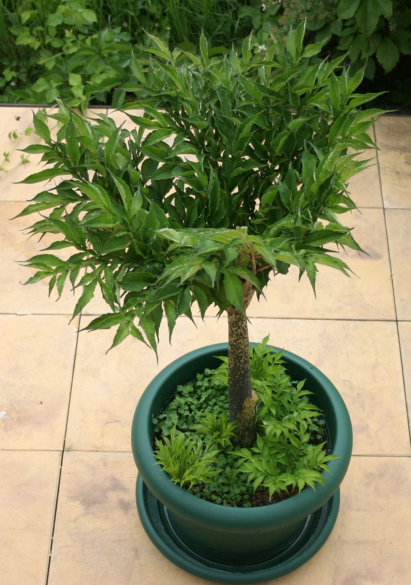 Amorphophallus-konjac